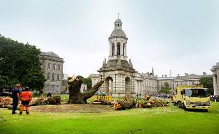 Scientists Prove That If A Tree Falls In Trinity, It Makes Noise At Cabinet Table