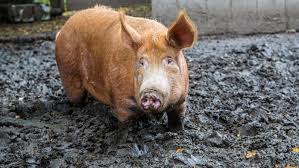 Turmoil After Covid Rejects A Pig Like Trump But Accepts A Swine like Johnson