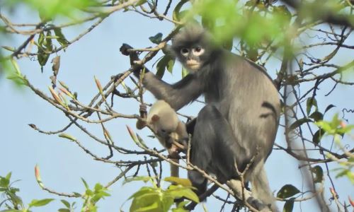 Celebrity Chefs Race To Be First To Cook New Species Of Monkey