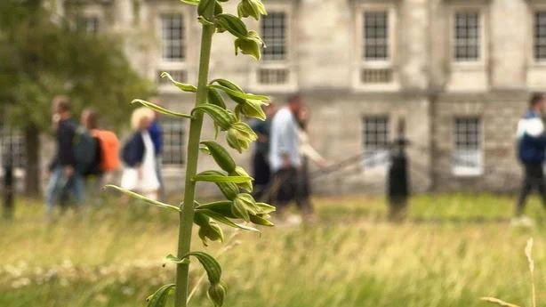The Delicate Flowers Of Trinity College